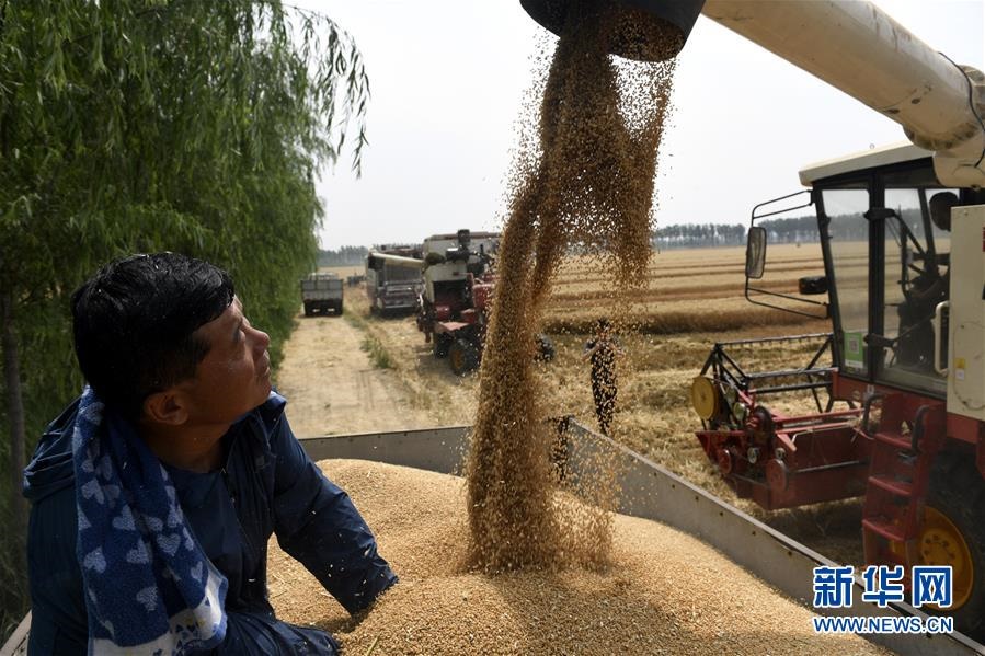 （社會(huì)）（4）“糧王”開(kāi)鐮收麥