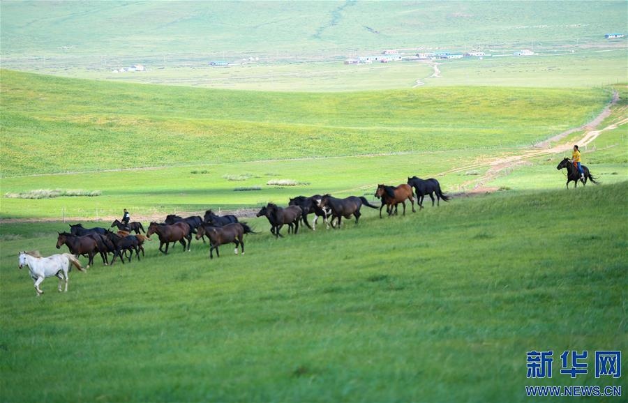 （特別的暑期生活·圖片故事）（15）草原女孩錫林花的暑期“歡樂時光”