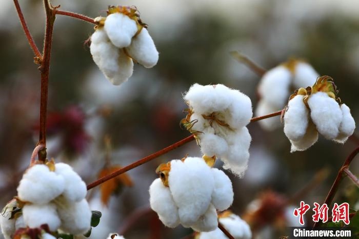 朵朵棉花吐絮盛開。　劉艷敏 攝