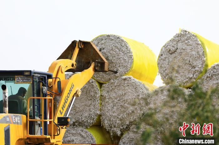 叉車將采棉機吐出的“金蛋蛋”裝車?！「唠p強 攝