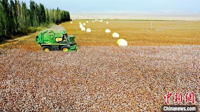 近年來，當?shù)孛藁ǚN植戶的生產(chǎn)生活發(fā)生了翻天覆地的變化。　董霜 攝