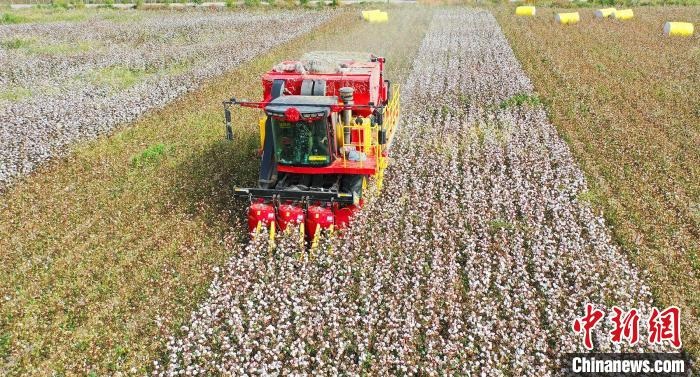 采棉機正在采收棉花，猶如在五線譜上跳動的音符，正在演奏豐收的樂章?！∷谓?攝