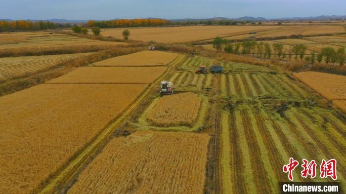 圖為科右中旗杜爾基鎮(zhèn)雙金嘎查的萬畝水稻田進入集中收割期?！≮w殿威 攝