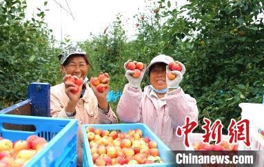 圖為興安盟沙果迎豐收。　科右前旗委宣傳部供圖