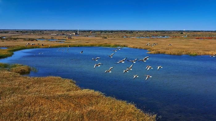 △黃河三角洲擁有天然蘆葦270平方公里，是東北亞內(nèi)陸和環(huán)西太平洋鳥類遷徙重要的“中轉(zhuǎn)站”、越冬地和繁殖地。(總臺央視記者李煒、程鋮拍攝)