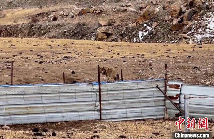 圖為闖入村民家中的野狼?！∨d海縣公安局溫泉派出所供圖