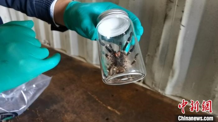 張家港海關(guān)工作人員截獲捕鳥蛛?！⊥踅〕?攝