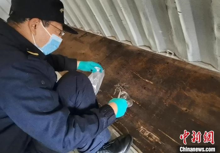 張家港海關(guān)工作人員截獲捕鳥蛛?！⊥踅〕?攝