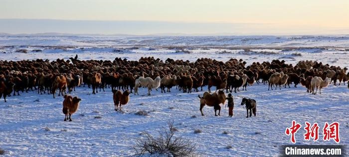 進入冬季，駱駝在戈壁灘上散養(yǎng)?！」o琨 攝