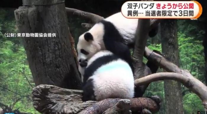 12日，日本東京上野動(dòng)物園的旅日雙胞胎熊貓開始同游客見面。(圖片來源：日本富士電視臺(tái)視頻截圖)