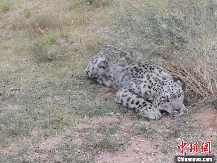 圖為在四子王旗發(fā)現(xiàn)的雪豹(資料圖)?！∷淖油跗炀焦﹫D
