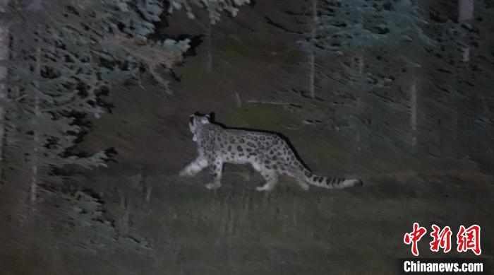圖為被放歸自然的雪豹(資料圖)?！?nèi)蒙古林草局供圖。