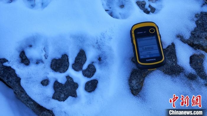 圖為疑似放歸雪豹的足跡(資料圖)。　內(nèi)蒙古賀蘭山國家級自然保護區(qū)供圖