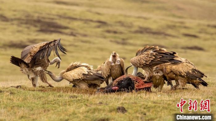 圖為作品《聚會》?！℃夭疾夭爬?攝