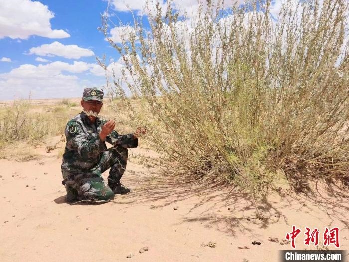 圖為謝寶民查看梭梭長勢?！∈茉L者供圖