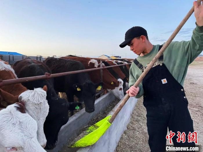 圖為敖木希勒在喂牛?！“侥鞠＠展﹫D