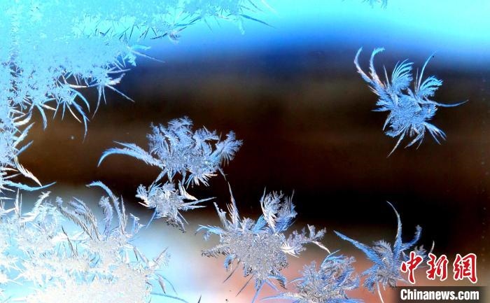 玉樹瓊枝盈滿窗。　孫書程 攝