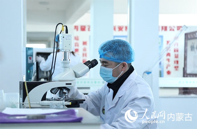 內蒙古中農興安種牛科技有限公司落戶科右中旗，為肉牛產業(yè)發(fā)展提供了優(yōu)質的種源保障。白俊華攝