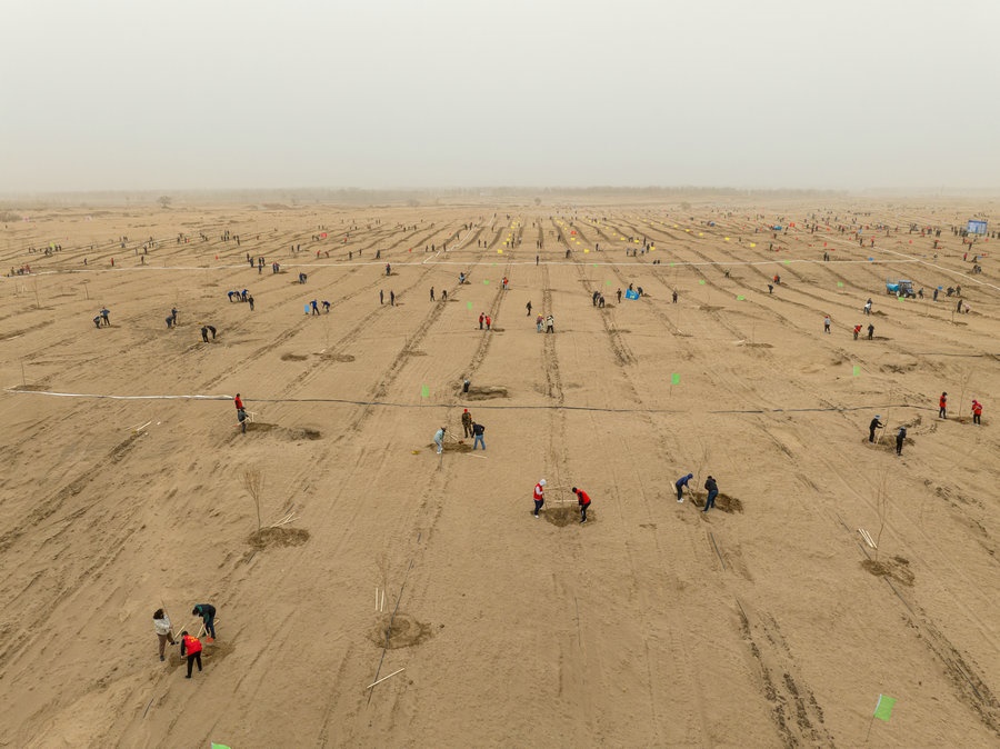 在高力板鎮(zhèn)花道卜和沙木嘎嘎查治理區(qū)，廣大干部群眾手植新綠，播種希望 （攝影：包寶音德力格爾）.JPG