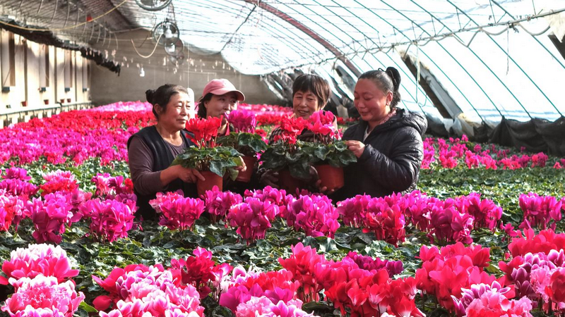 赤峰市民在林西鎮(zhèn)花卉大棚里選購(gòu)鮮花  李富 攝.png