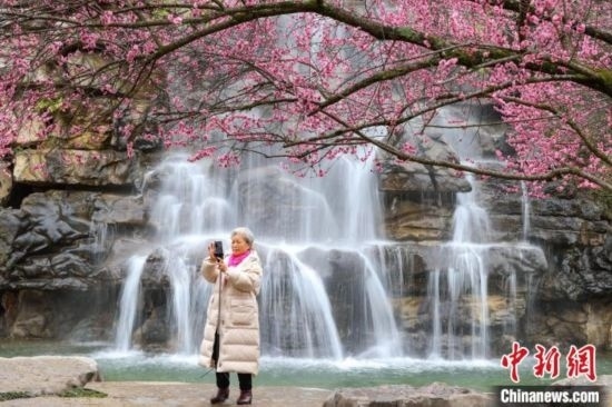 2月23日，市民在乾藝梅園景區(qū)拍攝綻放的梅花。瞿宏倫 攝