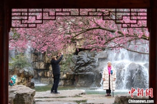 2月23日，市民在乾藝梅園景區(qū)觀賞拍攝綻放的梅花。瞿宏倫 攝