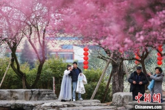 2月23日，市民在乾藝梅園景區(qū)觀賞綻放的梅花。瞿宏倫 攝