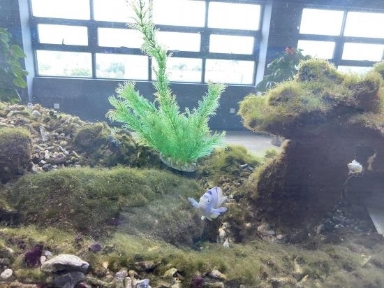 圖為寶鋼湛江鋼鐵水控中心，觀賞海魚(yú)在鋼渣漁礁里游動(dòng)