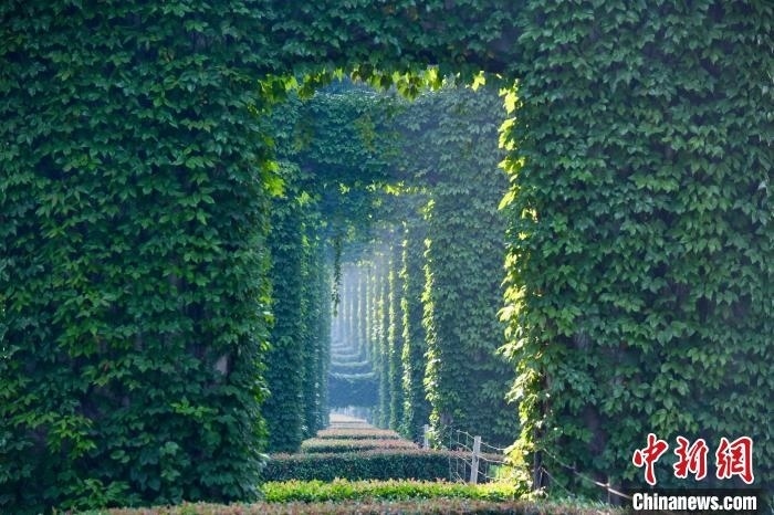 成都二環(huán)高架橋墩被植被爬滿，形成“綠野仙蹤”景觀?！埨?攝