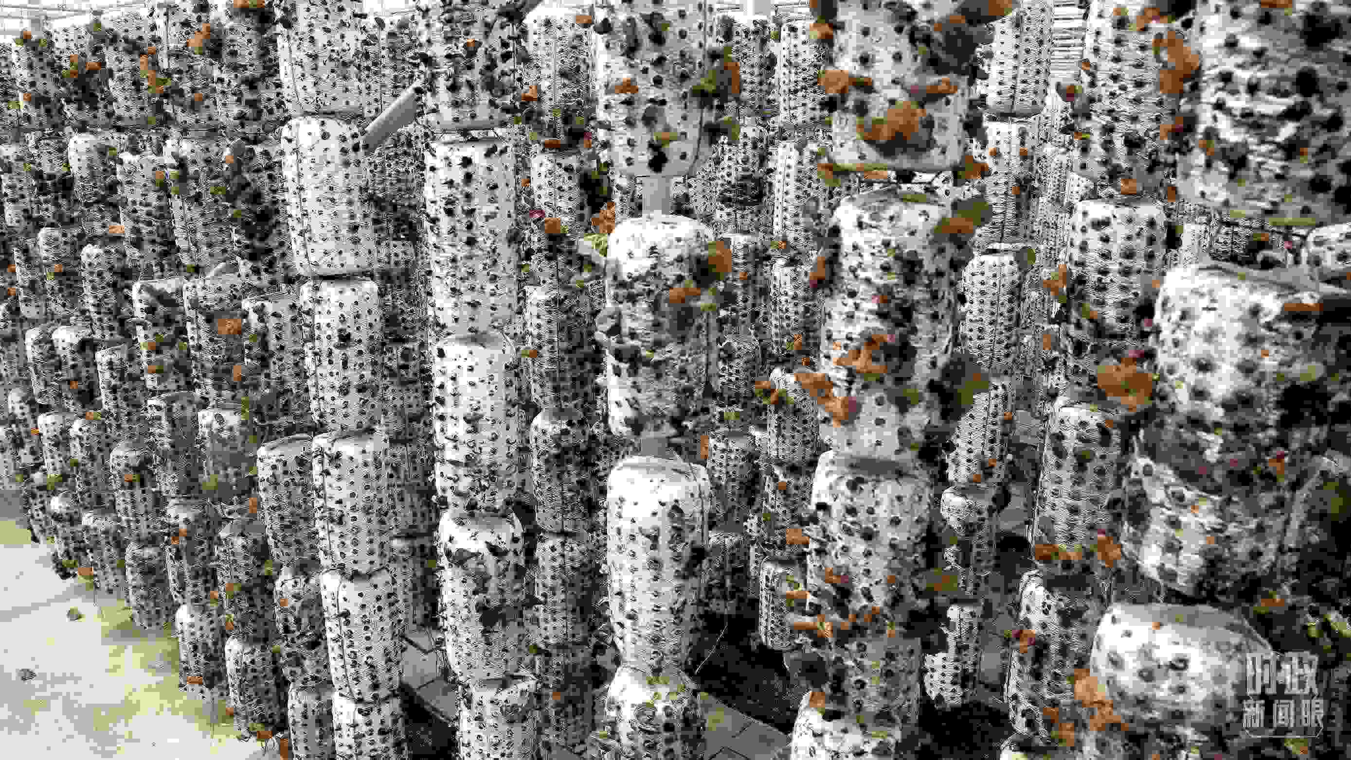 △金米村的小木耳、大產(chǎn)業(yè)。（圖／視覺中國）