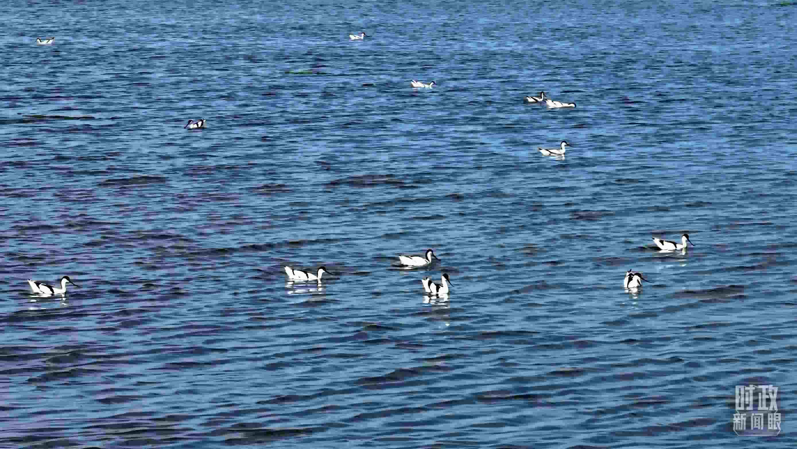 △鹽湖棲息的鳥類。（總臺記者裴大偉、康曉宇拍攝）