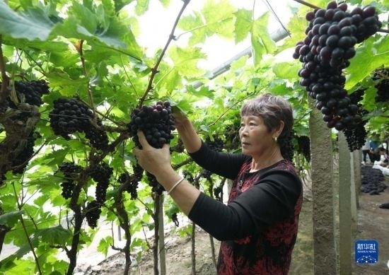 5月26日，唐山市海港經(jīng)濟(jì)開發(fā)區(qū)王灘鎮(zhèn)趙灘村農(nóng)民在大棚內(nèi)采摘葡萄。