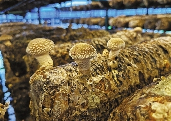 龍游數(shù)智大棚種植的花菇。 記者 祝梅 攝