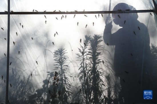 6月21日，山東省樂(lè)陵市西段鄉(xiāng)岔河村東亞飛蝗養(yǎng)殖基地的養(yǎng)殖戶在大棚內(nèi)忙碌。新華社記者 范長(zhǎng)國(guó) 攝