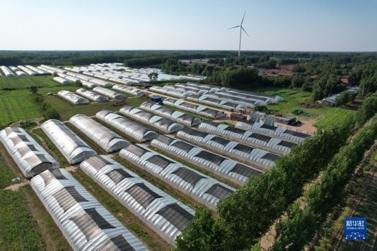 這是6月21日在山東省樂(lè)陵市西段鄉(xiāng)岔河村拍攝的東亞飛蝗養(yǎng)殖基地（無(wú)人機(jī)照片）。新華社記者 范長(zhǎng)國(guó) 攝