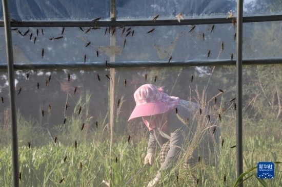 6月21日，山東省樂(lè)陵市西段鄉(xiāng)岔河村東亞飛蝗養(yǎng)殖基地的螞蚱養(yǎng)殖戶在割草。新華社記者 范長(zhǎng)國(guó) 攝