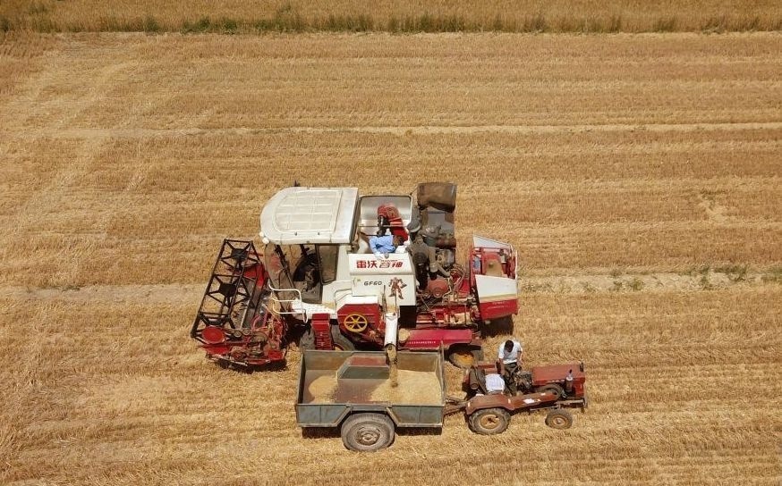 2023年6月14日，在山東省臨邑縣林子鎮(zhèn)，聯(lián)合收割機(jī)在收獲小麥。