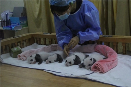 成都大熊貓繁育研究基地成立于1987年，先后攻克了大熊貓人工飼養(yǎng)與管理、繁殖與育幼、疾病防控與種群遺傳管理等關(guān)鍵技術(shù)難題，建成全球最大的大熊貓人工繁育遷地保護(hù)種群，數(shù)量達(dá)230余只。（圖片來源：成都大熊貓繁育研究基地網(wǎng)站）