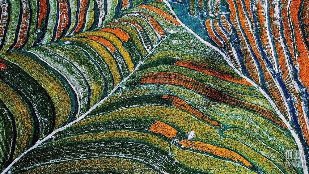 寧夏彭陽縣。萬壽菊與格?；ㄊ㈤_在錯(cuò)落的山間梯田上。（總臺(tái)國廣記者李晉拍攝）