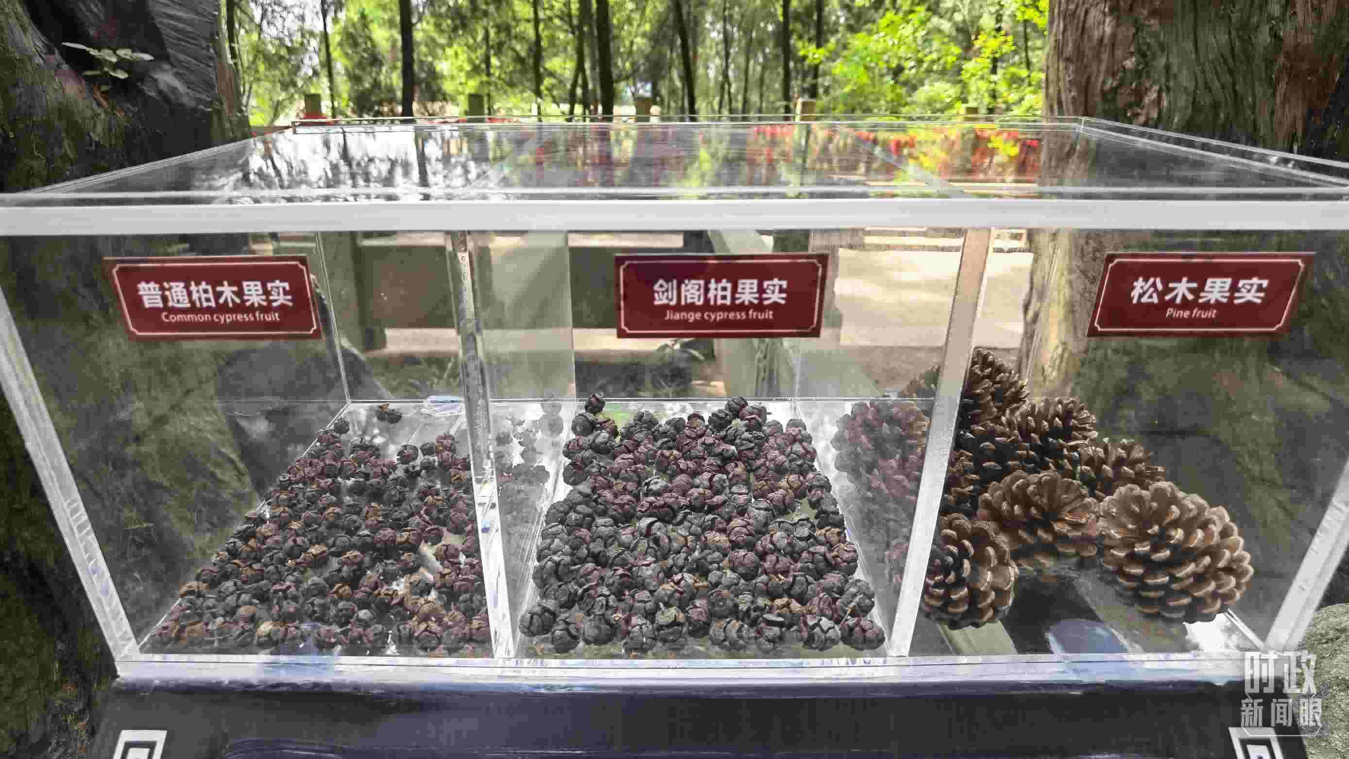 △翠云廊古蜀道，現(xiàn)場(chǎng)陳列的柏木和松木果實(shí)。（總臺(tái)央視記者石丞拍攝）