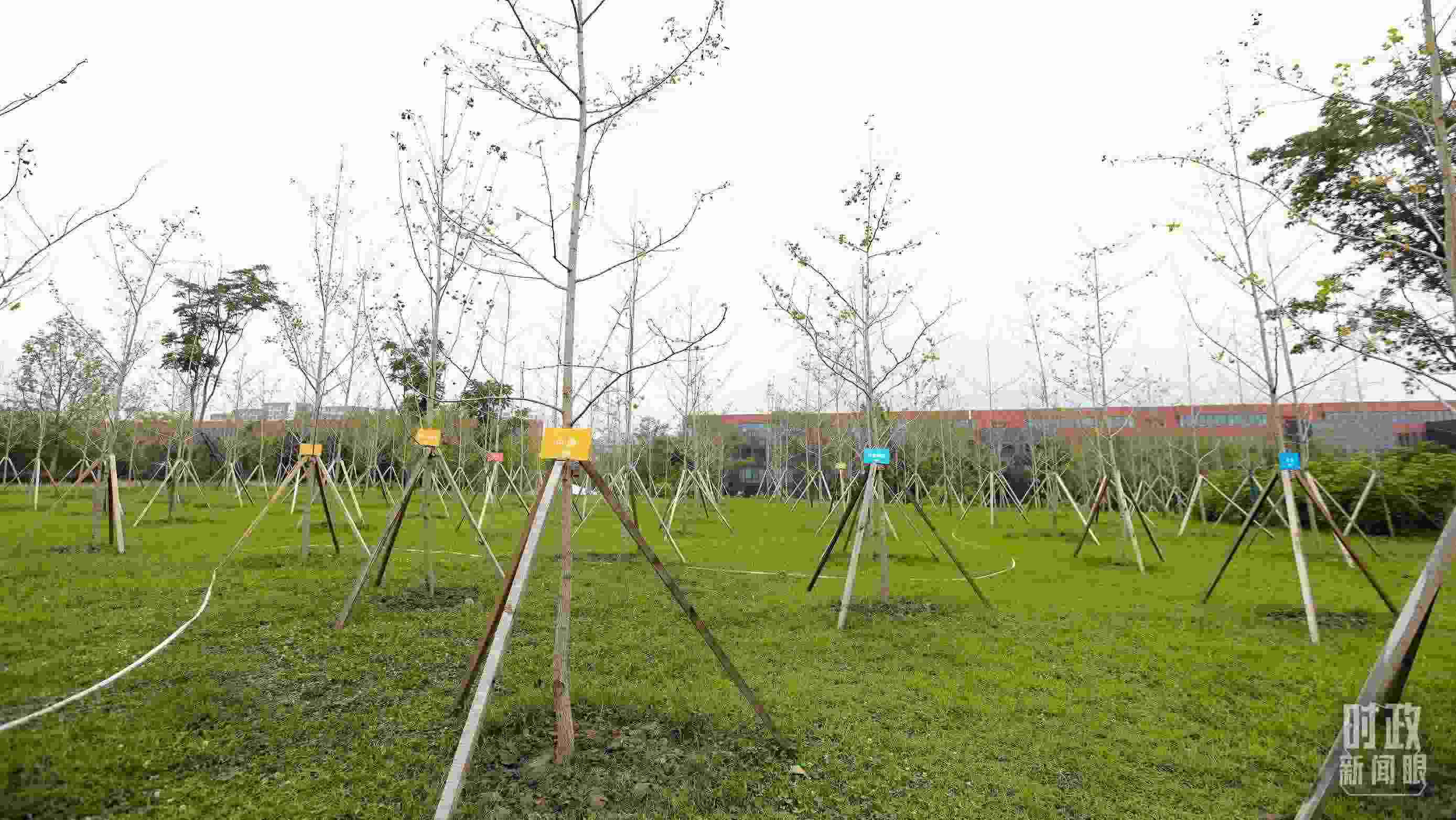 成都大運(yùn)村內(nèi)專門種植了友誼林，各國代表團(tuán)都可認(rèn)領(lǐng)。