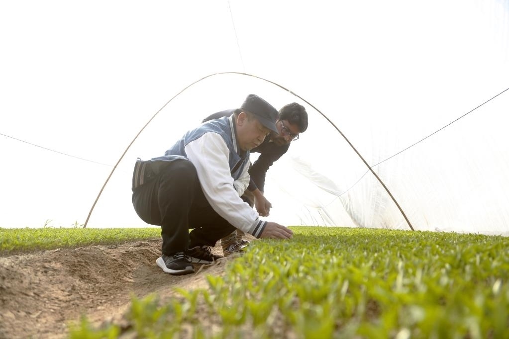巴基斯坦旁遮普省木爾坦的中巴辣椒訂單種植項目辣椒育苗大棚內(nèi)，中國農(nóng)業(yè)專家?guī)ьI(lǐng)巴基斯坦技術(shù)員查看辣椒秧苗生長情況。