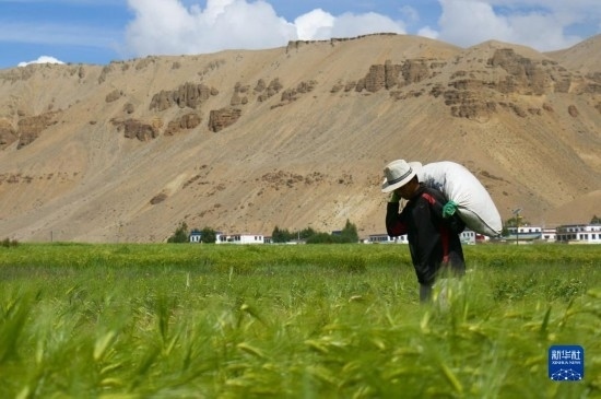 8月12日，西藏阿里地區(qū)普蘭縣赤德村村民在青稞田里勞作。