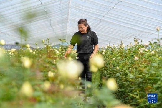 8月17日，吉林省德惠市朱城子鎮(zhèn)沿河村程雪家庭農(nóng)場(chǎng)的負(fù)責(zé)人楊雪在查看玫瑰花長(zhǎng)勢(shì)。新華社記者 張楠 攝
