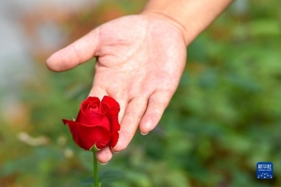 8月17日，吉林省德惠市朱城子鎮(zhèn)沿河村程雪家庭農(nóng)場(chǎng)的負(fù)責(zé)人楊雪在查看玫瑰花長(zhǎng)勢(shì)。新華社記者 張楠 攝