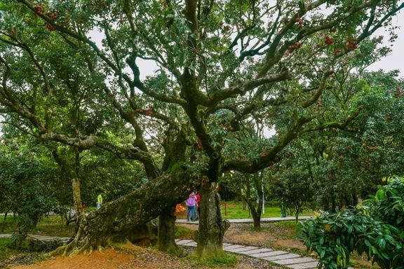 高州市根子鎮(zhèn)柏橋村古荔枝種植園。丘立賀攝