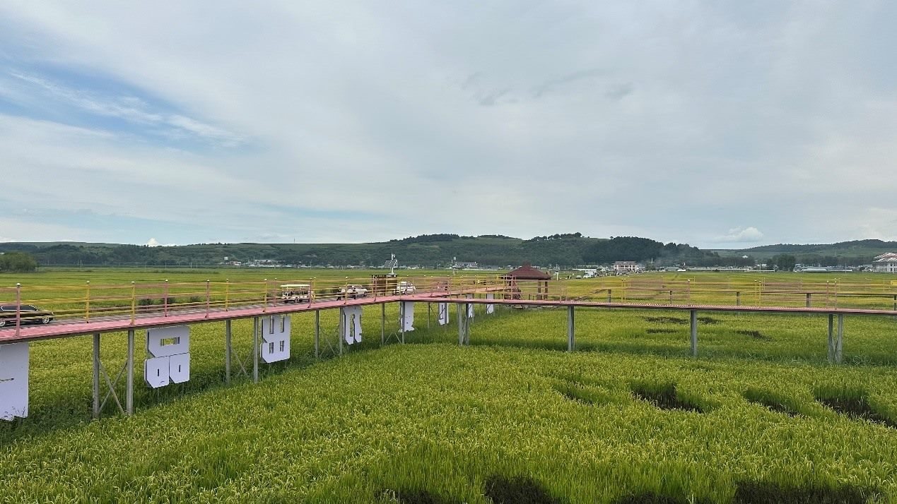 光東村田園風(fēng)光。人民網(wǎng)記者 金洪花 攝