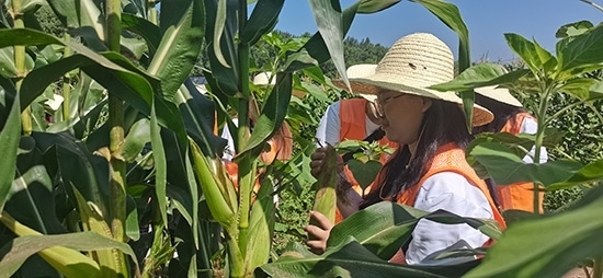 北京工商大學(xué)組織學(xué)生開展暑期社會實踐。學(xué)校供圖