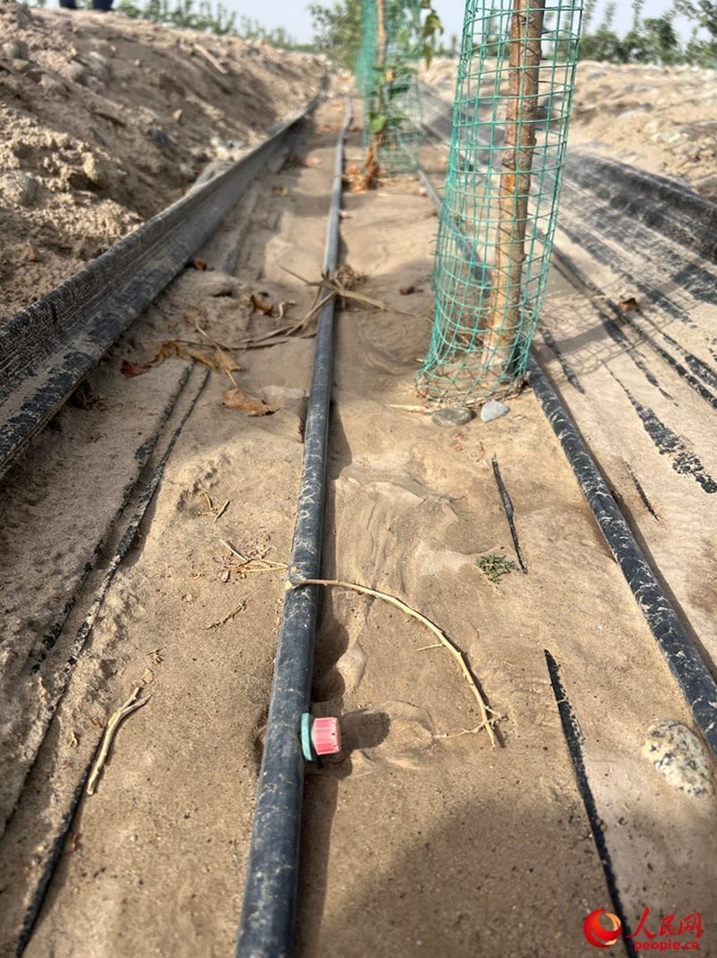 水肥一體化滴灌技術(shù)，可極大節(jié)約用水量。人民網(wǎng)記者 常雪梅攝