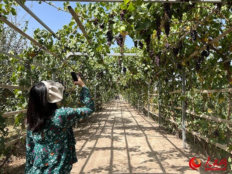 新疆閩龍達(dá)干果產(chǎn)業(yè)有限公司內(nèi)種植的葡萄。人民網(wǎng)記者 常雪梅攝
